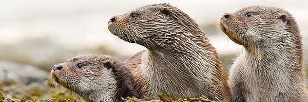 shetlandnature Profile Banner