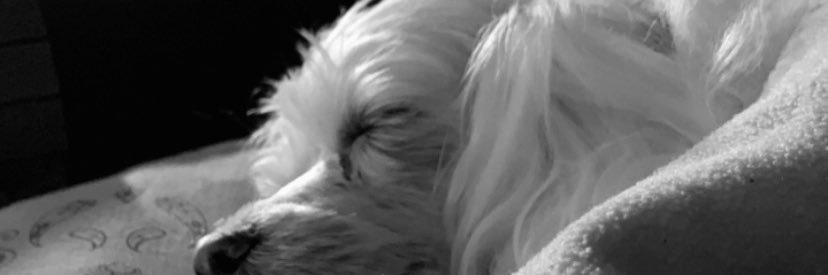 gabizerax's profile banner image