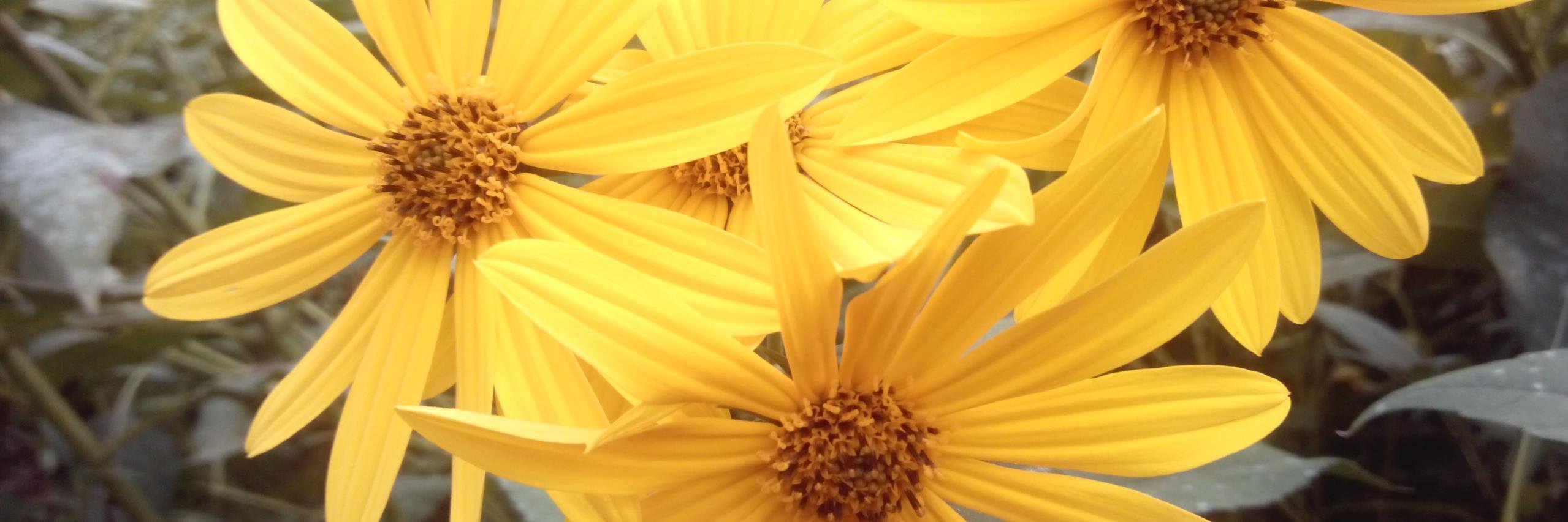 Giulio3351's profile banner image