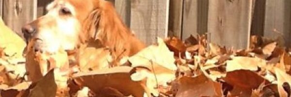 BryanSheeley Profile Banner