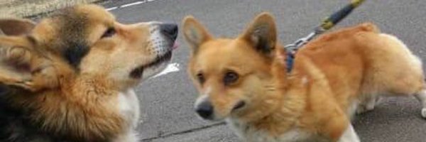 Shirotsuki10 Profile Banner