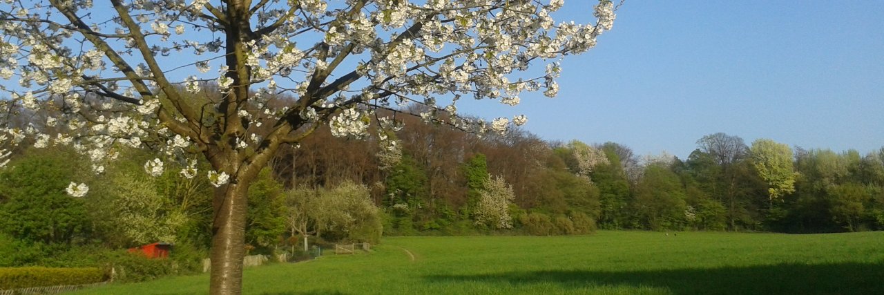 Nussbaum_Wiese's profile banner image