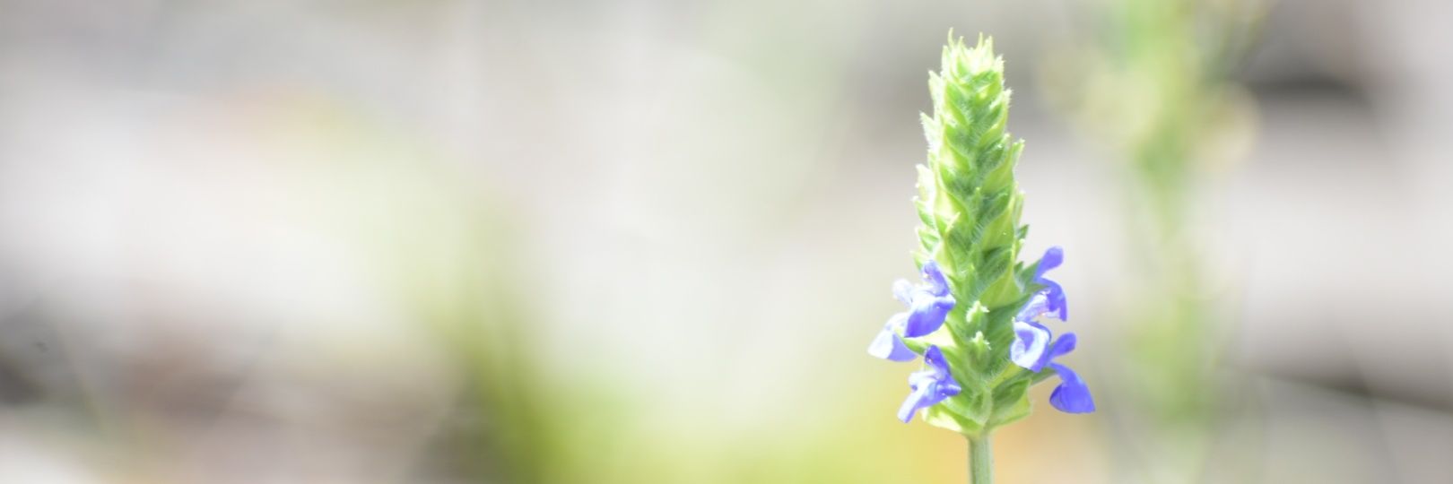 Chio73mx's profile banner image