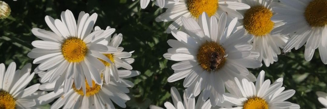 Aaycaa__'s profile banner image
