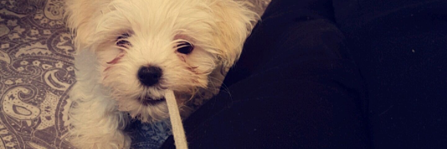 Sinniebin's profile banner image