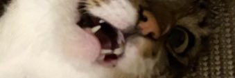 jojokitkat's profile banner image