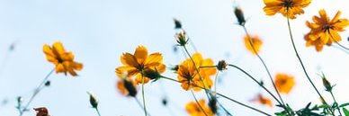 ficusndaisy's profile banner image