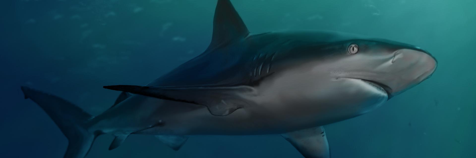 Krawattentrucker banner