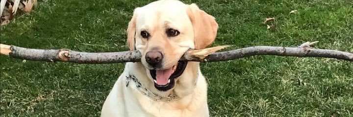 Sammy - a good doggie's banner