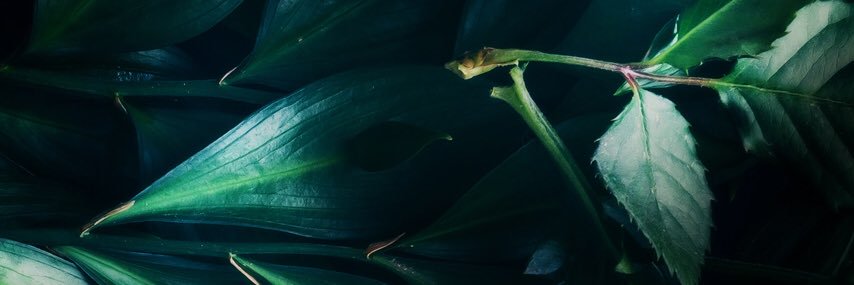 trofimova_vs's profile banner image