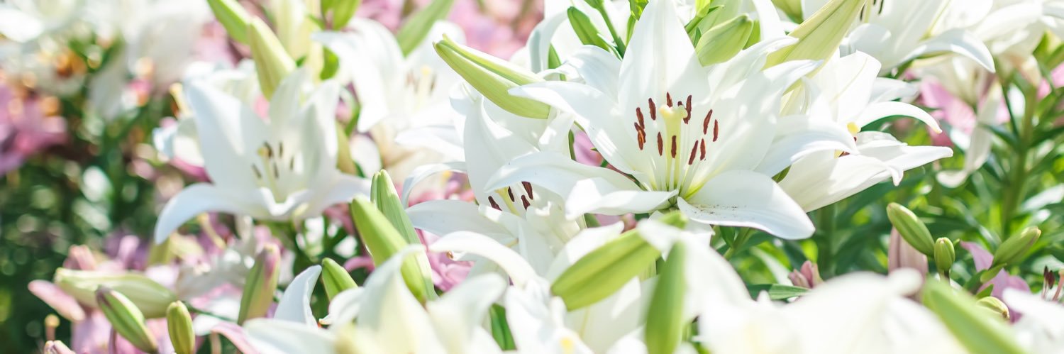 💜 banner