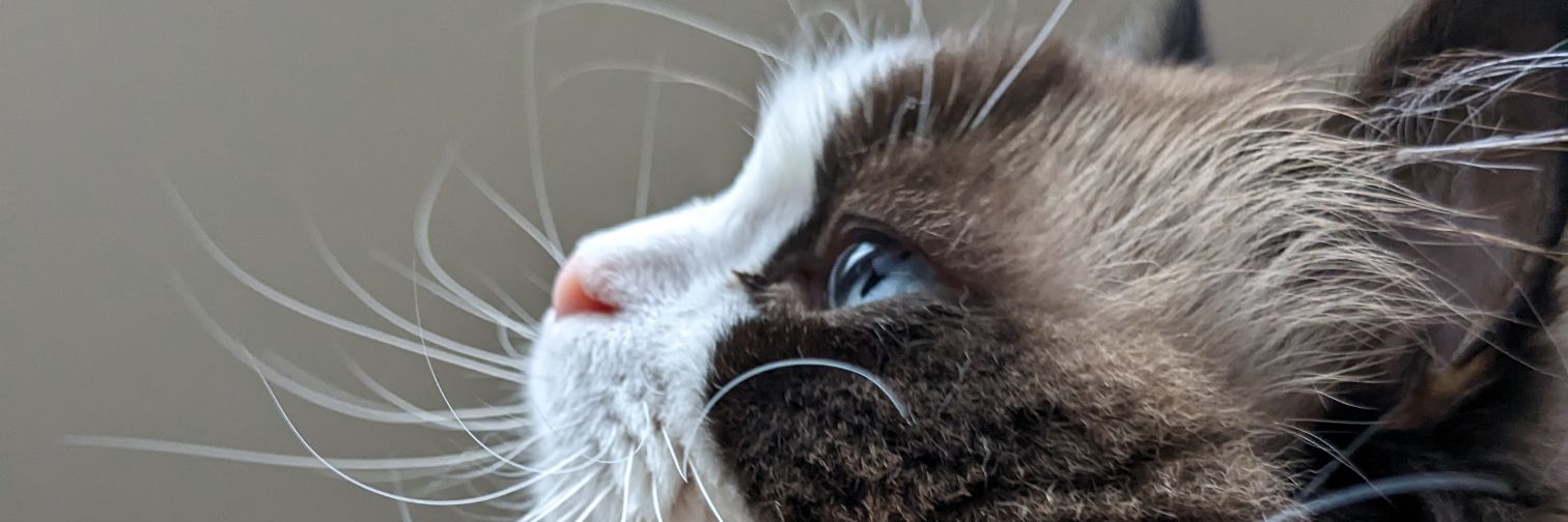 S_Katoooooon's profile banner image