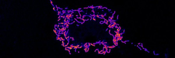 sayanb08 Profile Banner