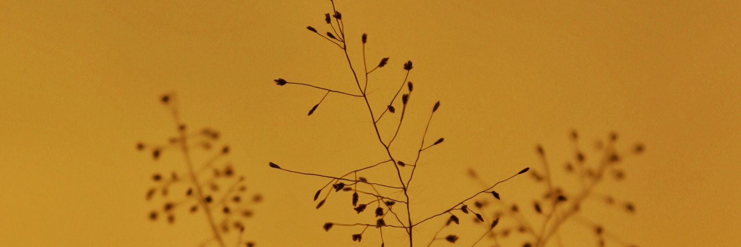 神龙_web3🐬TermMax banner