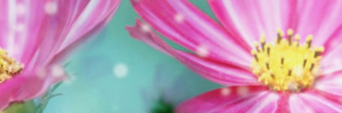 Lorraine Jo King banner