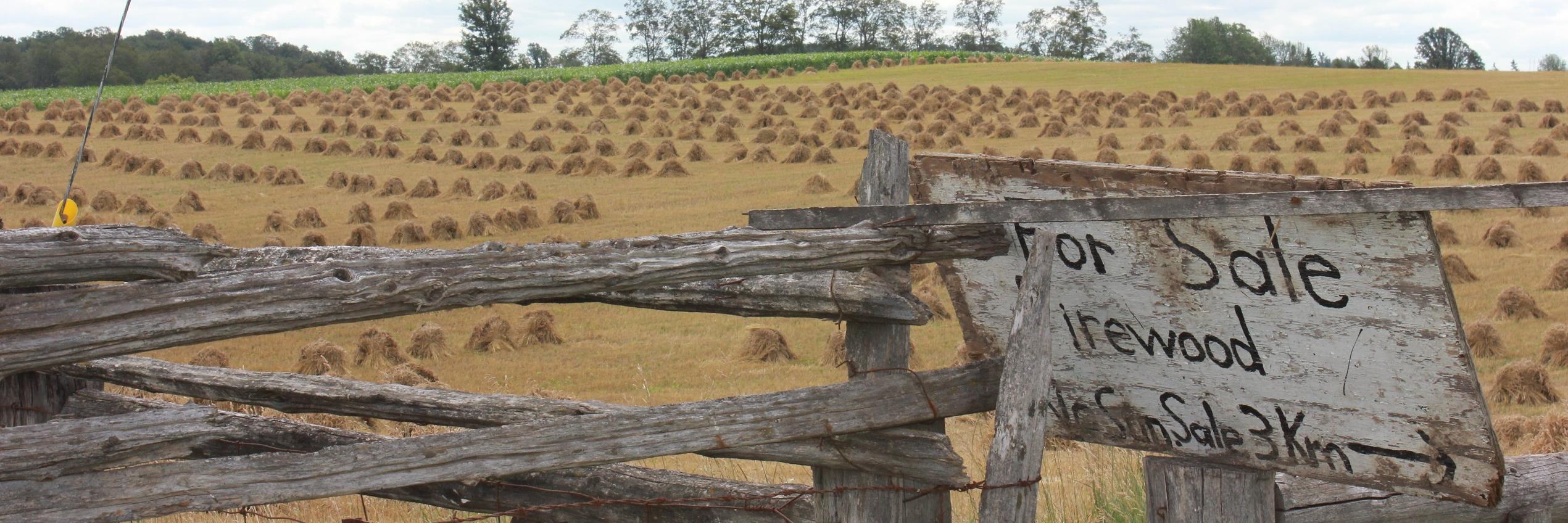 MapleRidgeMark's profile banner image