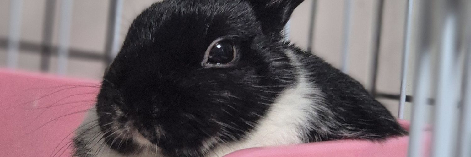 🌸Bom🐾봄이ᕱᕱ🐰🌱 banner