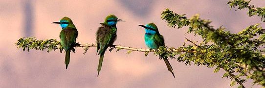 הארץ סביבה ואקלים banner