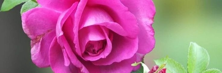 PILI1313's profile banner image