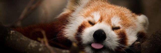 enjoy_de_view's profile banner image