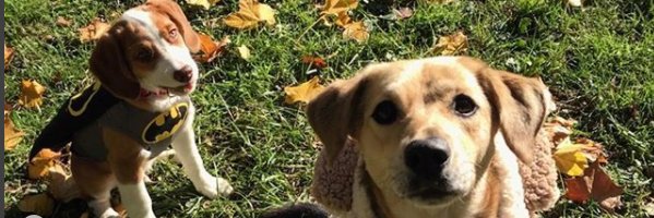 Brendan_Cope's profile banner image
