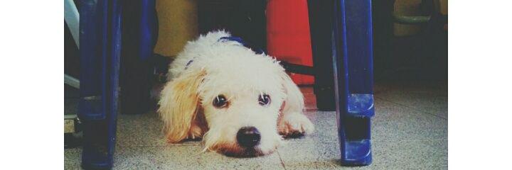 Luis David Marin banner