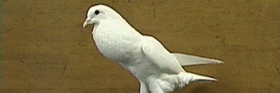 chickeson's profile banner image
