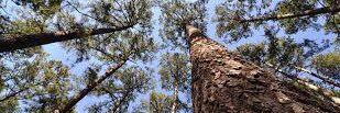 mdforests's profile banner image