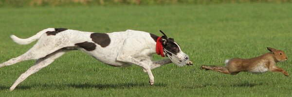 Irish Coursing Club Profile Banner