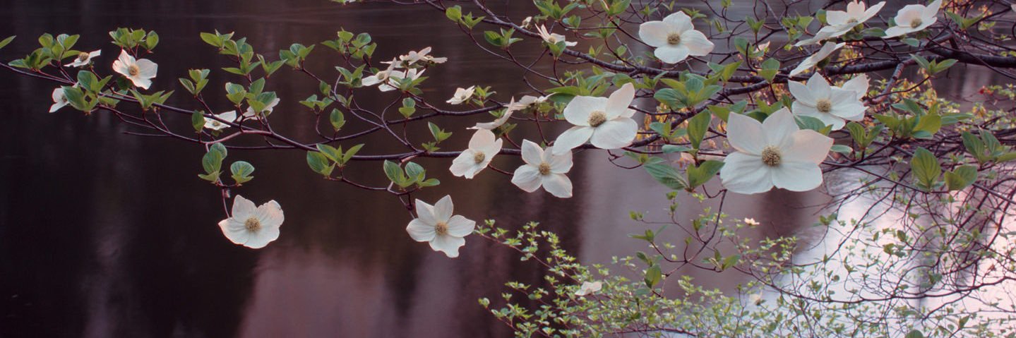 cuiviénen shore ghost🪞🌾 banner