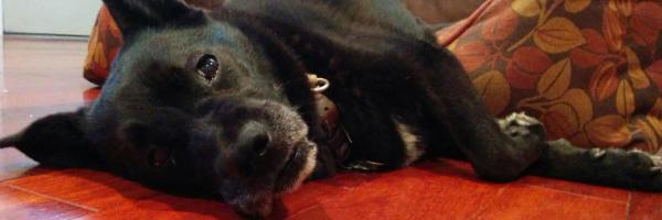 Kaylakshea Profile Banner