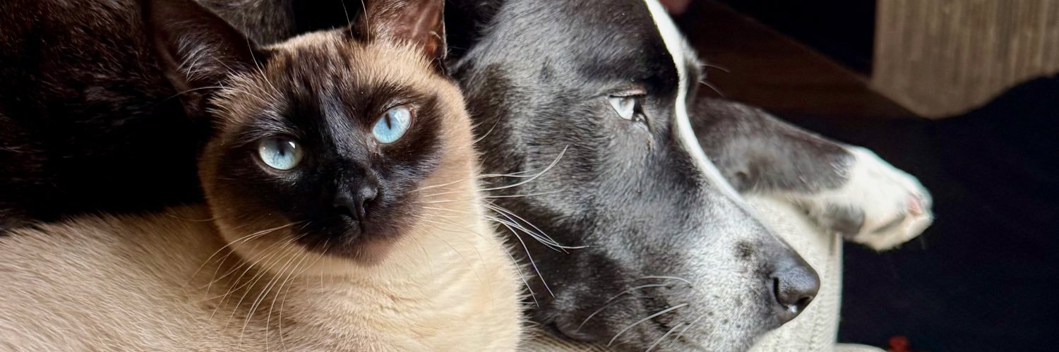 CatWhite11's profile banner image