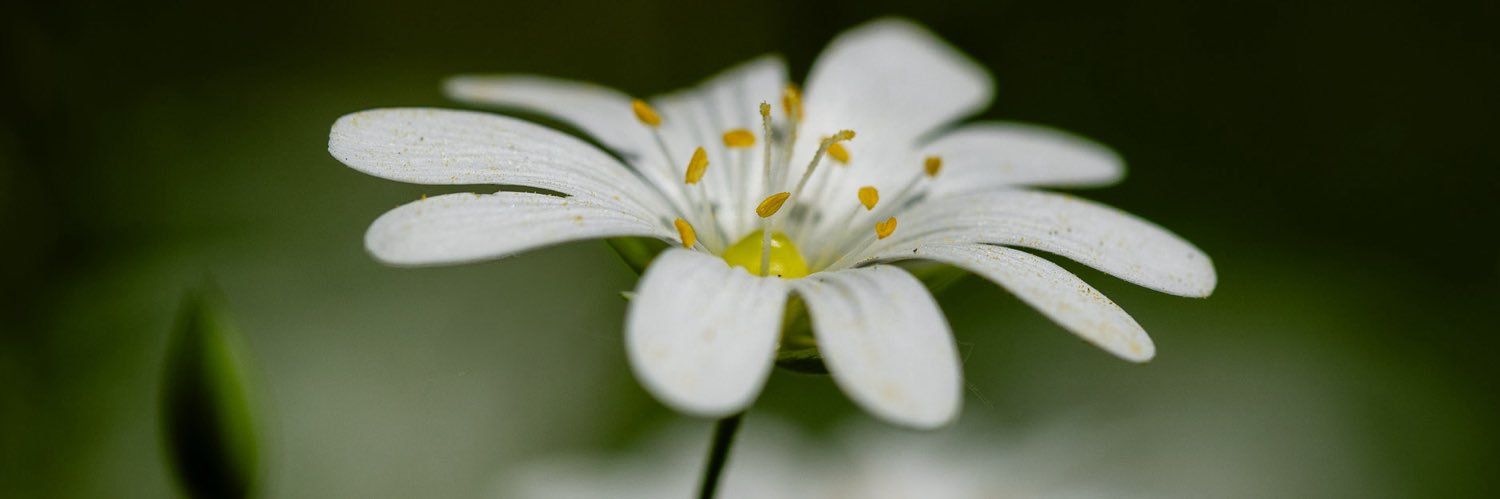 🇳🇱 André Dorst  עם ישראל חי 🇮🇱 banner