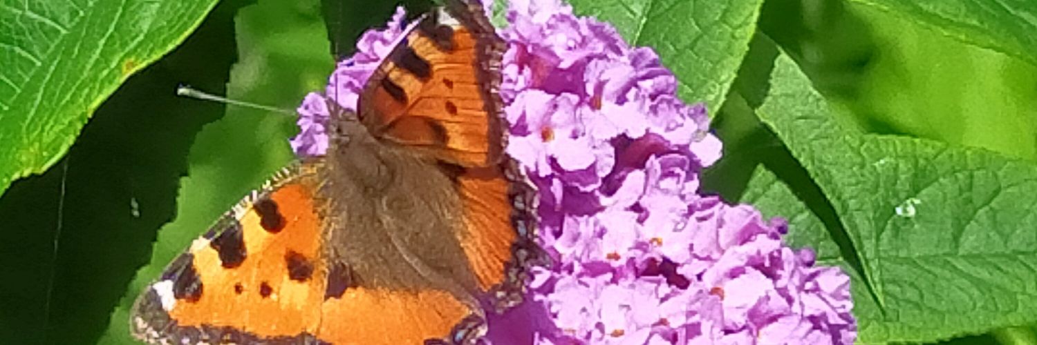 Lavender712's profile banner image