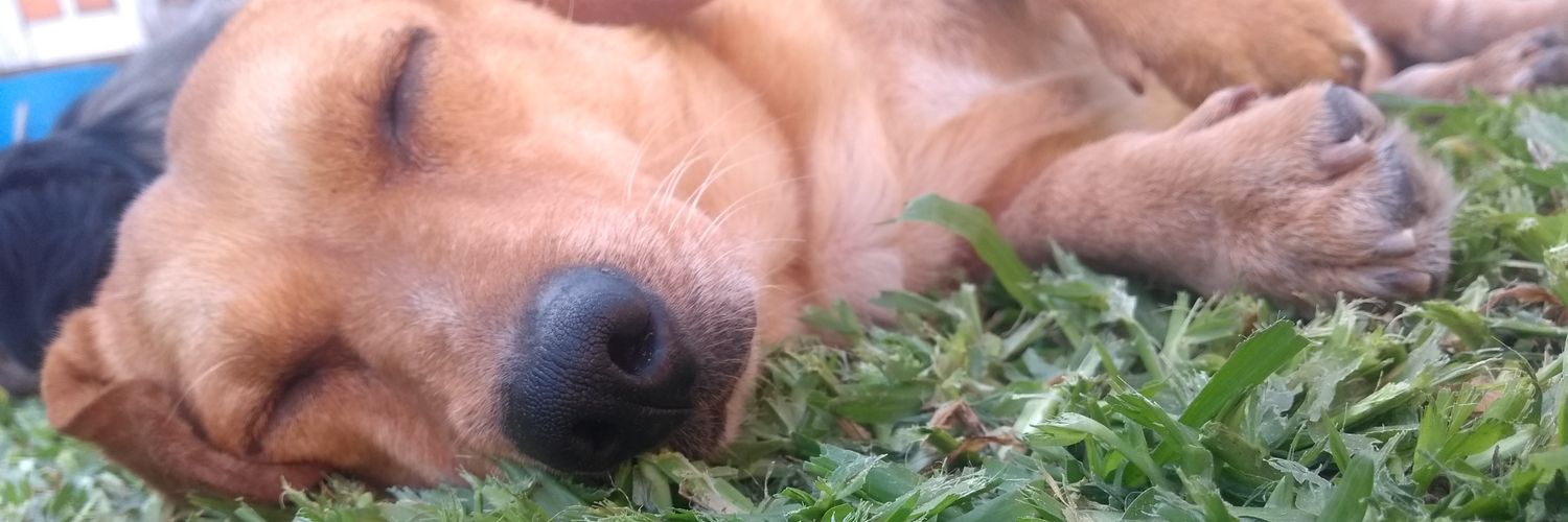 ELizabe137's profile banner image