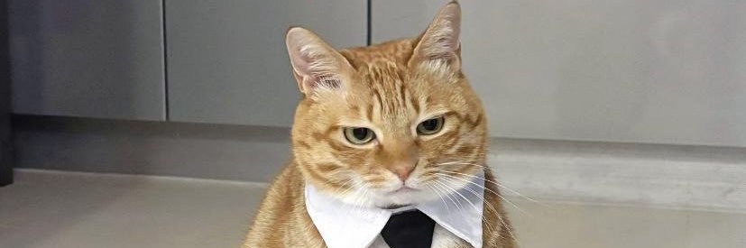 Tofu banner