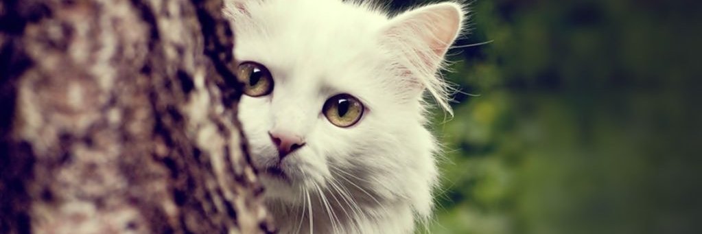YuSSaNyaN's profile banner image