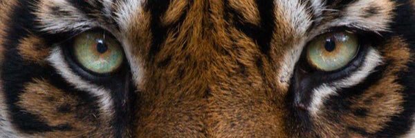 brownmike4's profile banner image