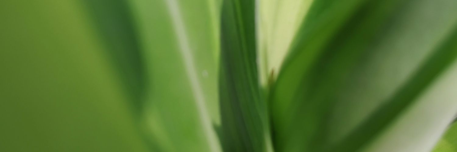 ApuBera_'s profile banner image
