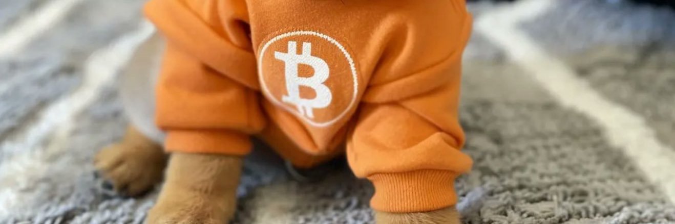 Marcos 🧡DOG🧡 banner