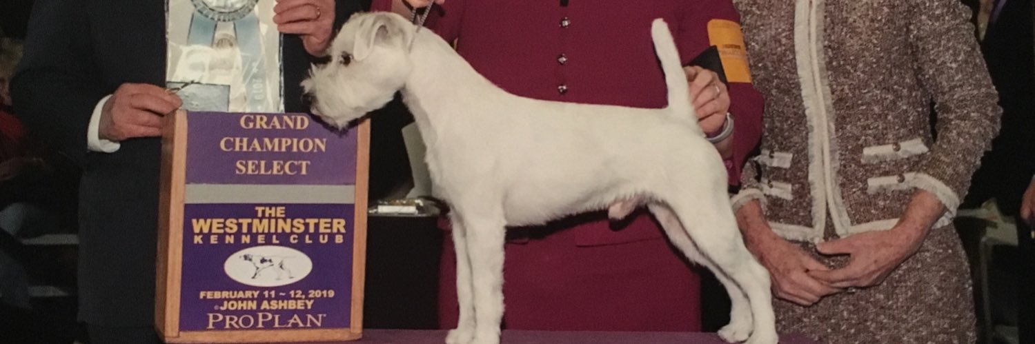 Daisy, Stanley and Gloria, Parson Russell Terriers banner