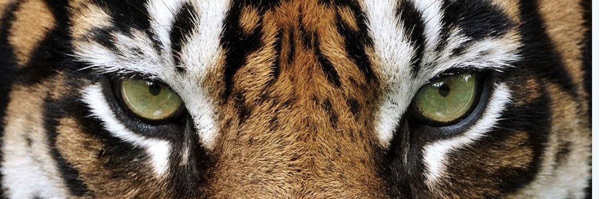 Sergio Mayer B. banner