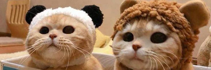 Learning MachineLearning banner