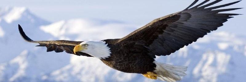 CUAUHTLI4's profile banner image