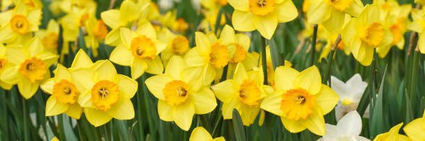 Panorama Princess 👑💙💜 banner