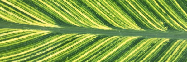 Catraws Profile Banner