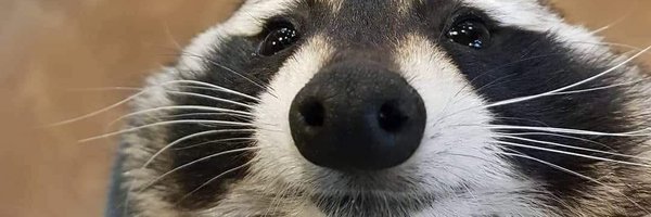 CatMalleable Profile Banner