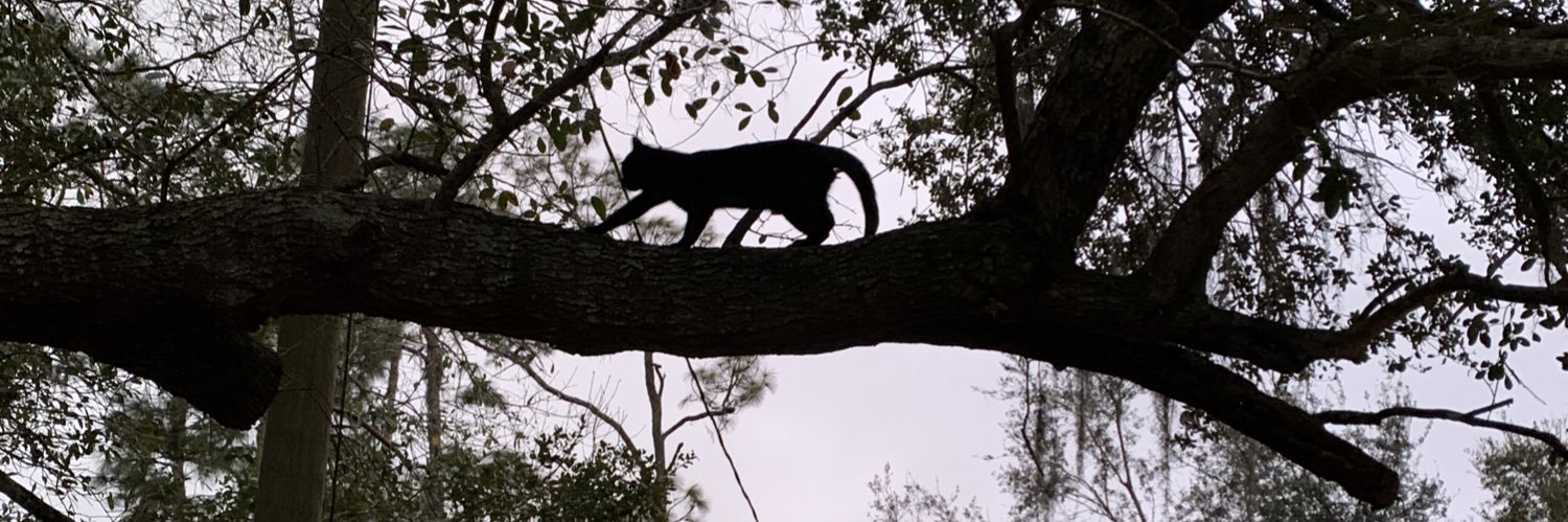 Celloking 🎶 banner