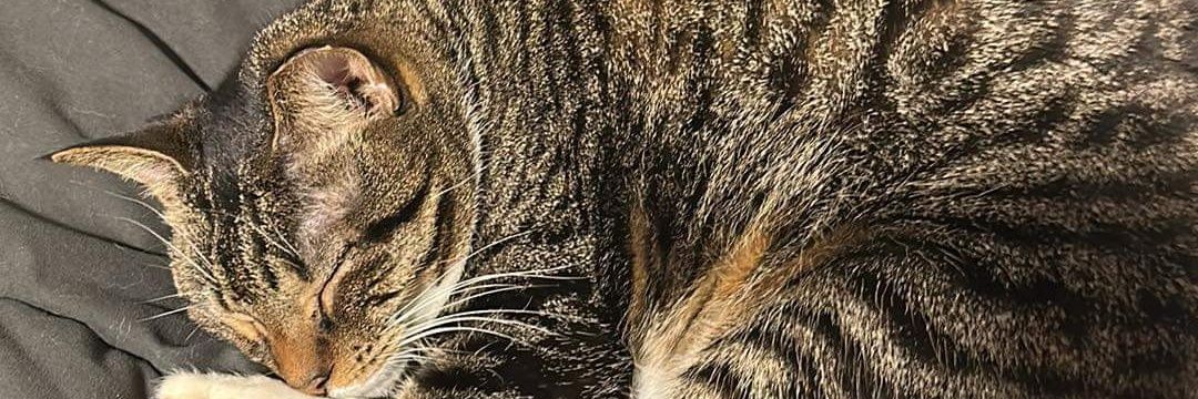 RonGOfficial's profile banner image