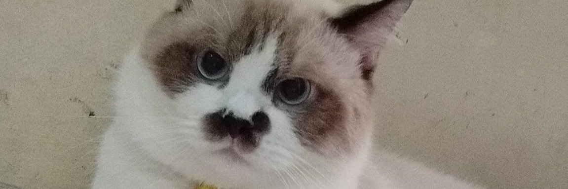 luayuz77's profile banner image